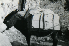 perego_160