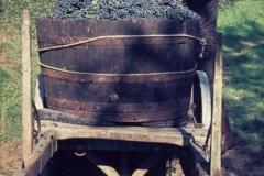 piloni15