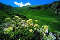 21_mont
