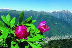 31_mont