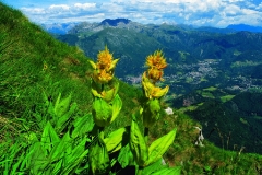 33_mont