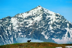 54_mont