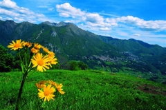 58_mont