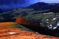 62_mont