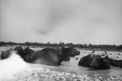 D013