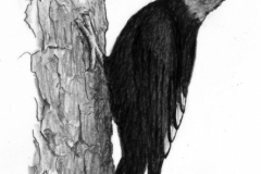 disegni_patagonia_002