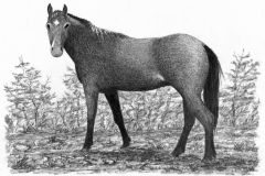disegni_patagonia_009
