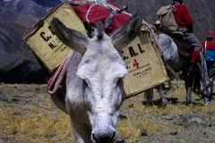 CFER1469
